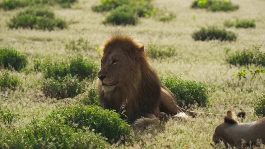 Majestic male lion resting in lush green grass of savanna, with lioness relaxing in background, showcasing wild and untamed beauty of african wilderness