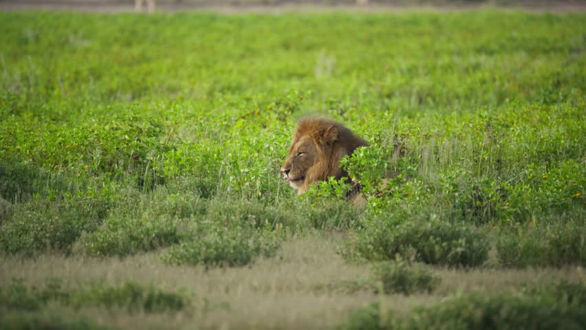 Powerful male lion resting and hiding in lush green savanna grass of a Namibian National Park, observing territory with watchful gaze in wild habitat