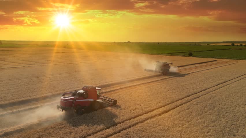 Two combine harvesters working on the wheat field at sunset, drone shot. Aerial view of harvesting wheat agricultural activity. Beautiful rural summer landscape. Food production, agriculture concept.