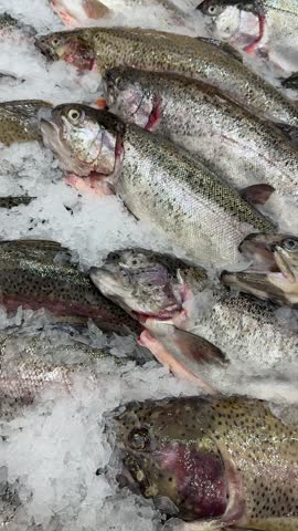 Fresh Atlantic trout on crushed ice, whole fish lined on stainless counter, silvery scales glinting, pink gills exposed, cold.