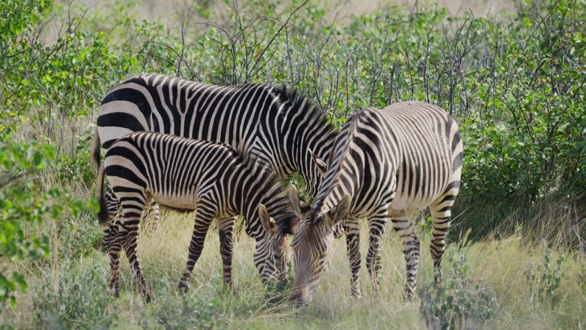 Grevy