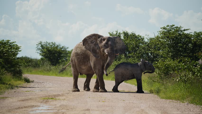 Elephant mother walks with calf on dirt road in wild african savanna of Etosha National Park, large adult female protects young baby animal