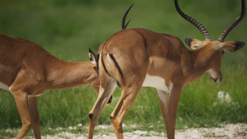 Male impalas fighting with horns for dominance at waterhole in Etosha National Park, showcasing natural animal behavior in African savannah during safari expedition