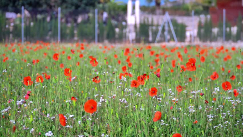 Beautiful poppies on the grass