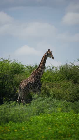 Elegant giraffe feeding on green acacia tree leaves in a lush namibian savanna in portrait format, animal
