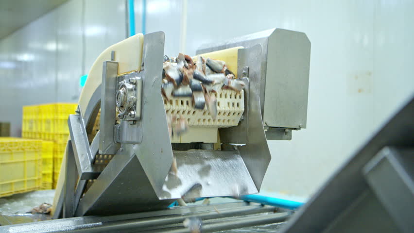 A conveyor belt carries the sliced ​​and cleaned fish into the sardine packing process at a canned fish factory