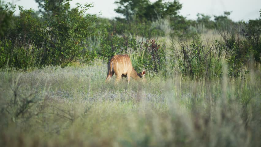 Lesser kudu antelope grazing in the african savanna wilderness of Etosha National Park, iconic wildlife sanctuary and safari destination located in Namibia, Africa