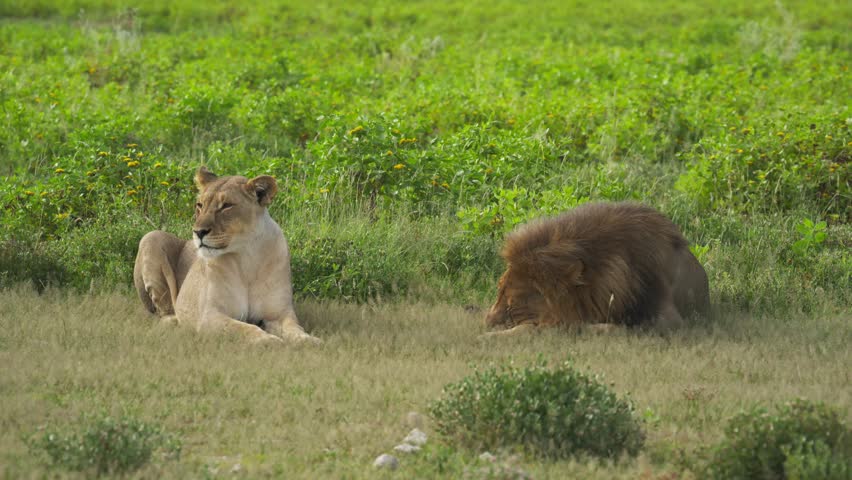 Pair of majestic african lions, powerful male and an alert lioness, resting together in green grasslands of National Park in Namibia on a sunny day