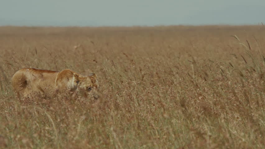 Close up of lionesses stalking through tall grass, Masai Mara Kenya, slow motion