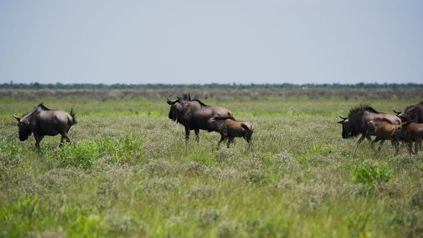 Wildebeest herd migrating across african savanna with their calves, impressive wildlife spectacle during great migration in Africa