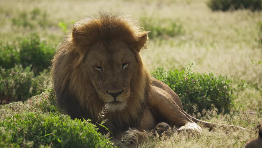 Majestic male lion with golden mane resting in african savannah, powerful king of the jungle looking alert and turning head to survey the territory