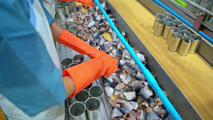 Workers packing sardines into cans, part of the process and production line in a canned fish factory