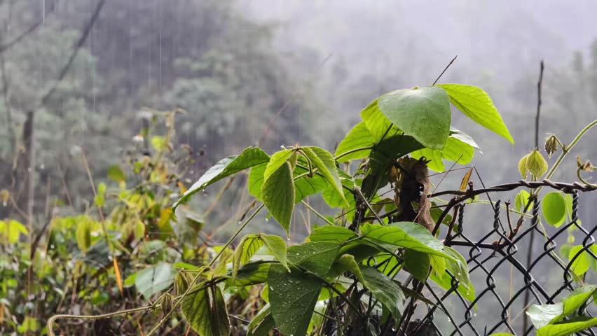 The scene of rain falling on the leaves growing around the fence, an artistic image depicting the beauty of nature.