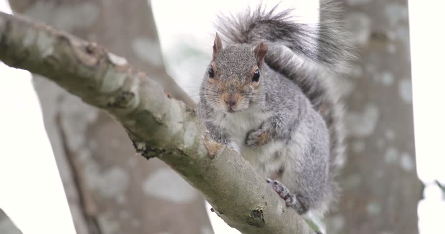 Close-up of Eastern gray squirrel (Sciurus carolinensis) standing and grooming on a tree branch, UK.