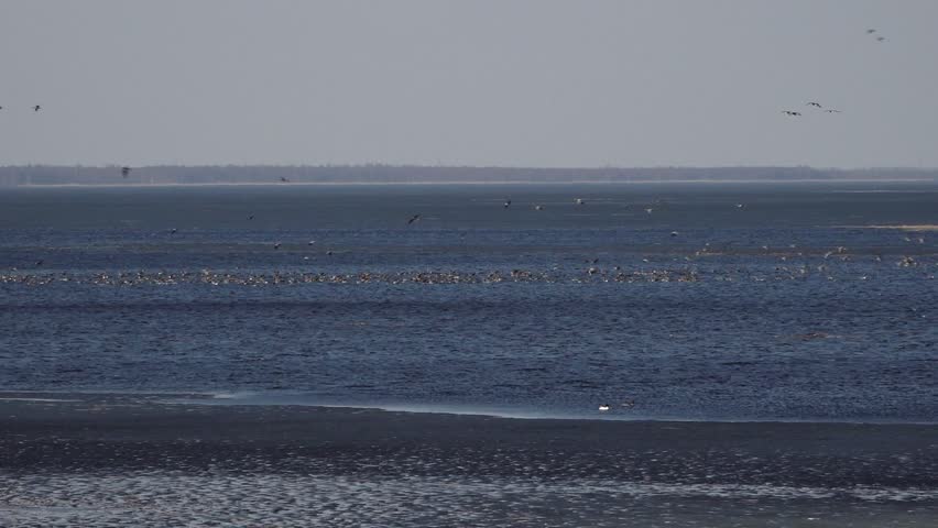 Wide view of a calm lake with numerous birds gathered on shallow water and shoreline, with more birds flying above and a forested horizon in the distance.