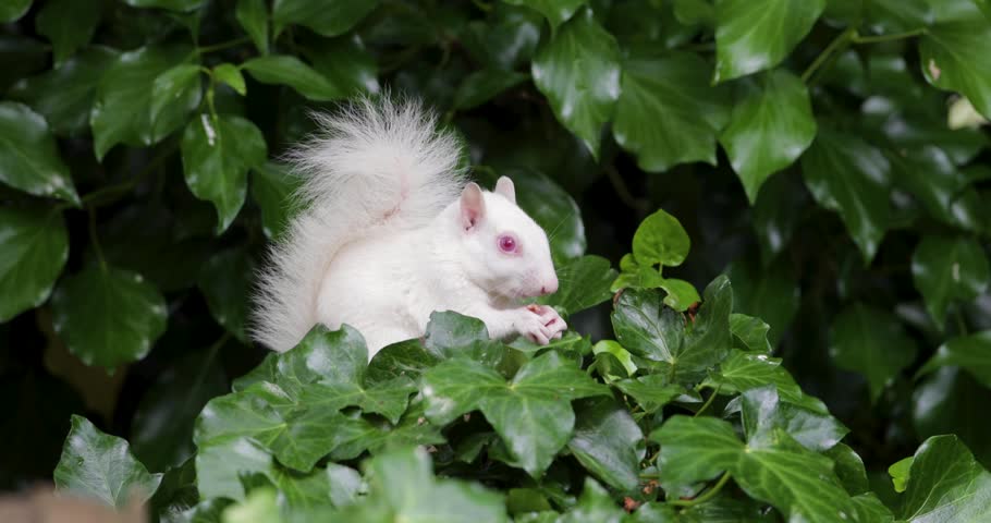 A rare true albino Eastern grey squirrel (Sciurus carolinensis) with white fur and pink eyes eating a nut while sitting among green ivy leaves, UK.