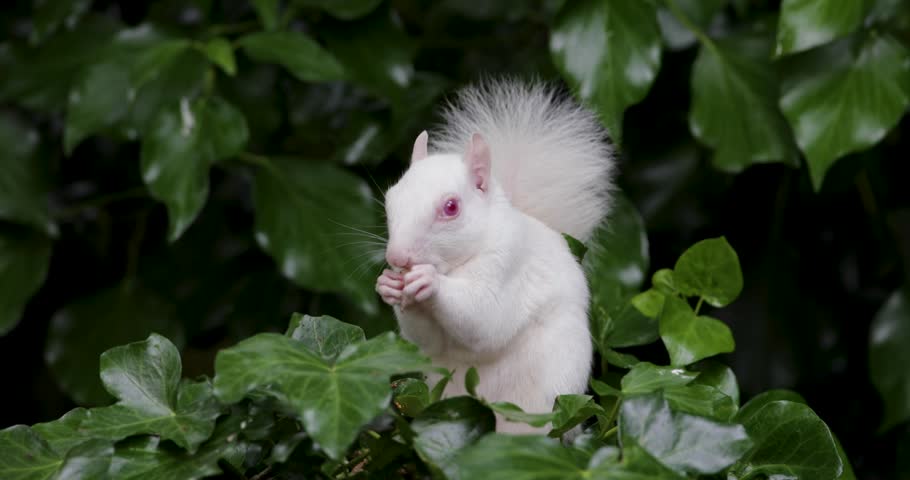 A rare true albino Eastern grey squirrel (Sciurus carolinensis) with white fur and pink eyes eating a nut while sitting among green ivy leaves, UK.