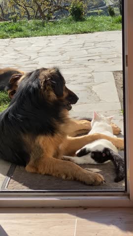 Vertical video. Cat and two large dogs live together and play without conflict. Peaceful cohabitation and friendship between different animals. Pets outdoors in rural area. German shepherds