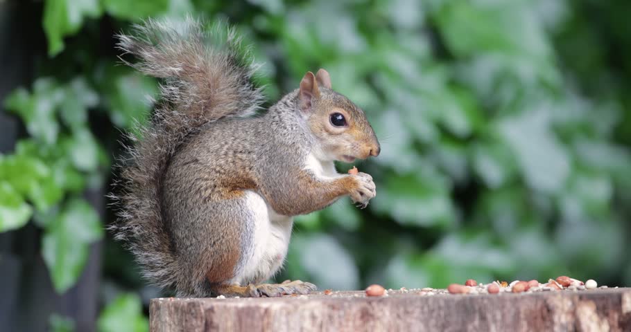 A young wild Eastern gray squirrel (Sciurus carolinensis) eating nuts and seeds on a tree stump, UK.