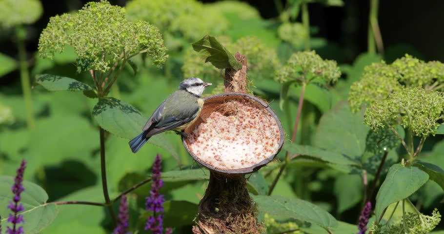 Eurasian blue tit (Cyanistes caeruleus) chick feeding from suet filled coconut bird feeder in a garden, UK.