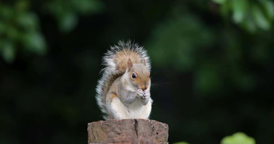 A young wild Eastern gray squirrel (Sciurus carolinensis) eating nut on a tree stump, UK.