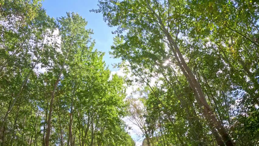 The camera pans and looks up through tall green trees, sunlight moving between the canopies before bright rays shine through the branches to create a tranquil shot beneath the forest canopy.