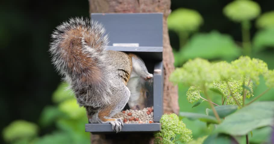 A wild Eastern gray squirrel (Sciurus carolinensis) eating nuts and seeds from a squirrel feeder in a garden setting, UK.