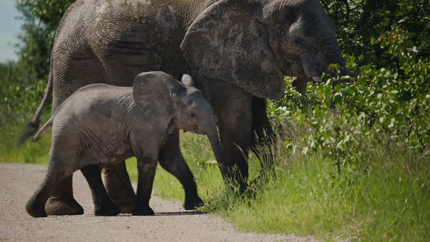 Wild African elephants with playful calf walking on savanna path in national park, herd migrates searching for food and water under african sun in namibia