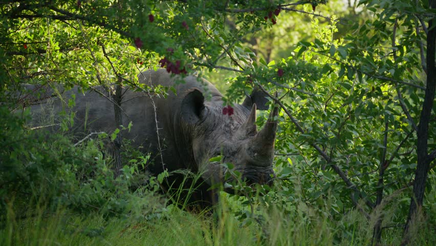 Magnificent black rhino wandering through dense, sunlit vegetation of an african savanna, foraging and grazing on leaves in protected natural sanctuary