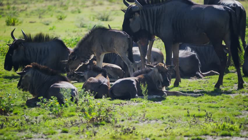 Wildebeest herd resting in sun, with a calf standing on the lying adults in an african national park and grazing on green grass while other gnu stand watch
