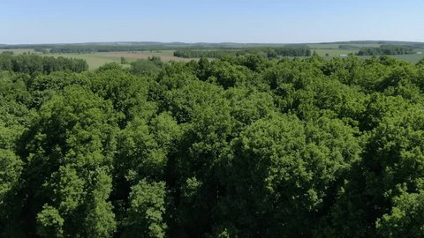 Drone Flying Forward above Forest Open Fields