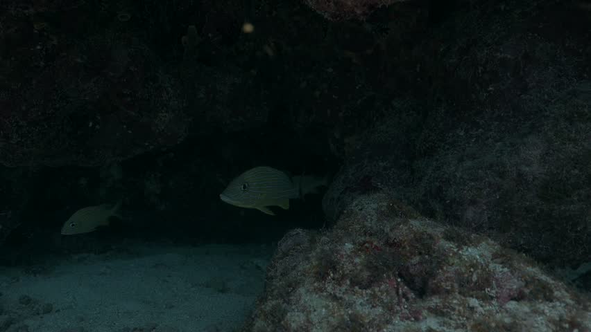 French grunt Haemulon flavolineatum fish swimming in dark underwater cave