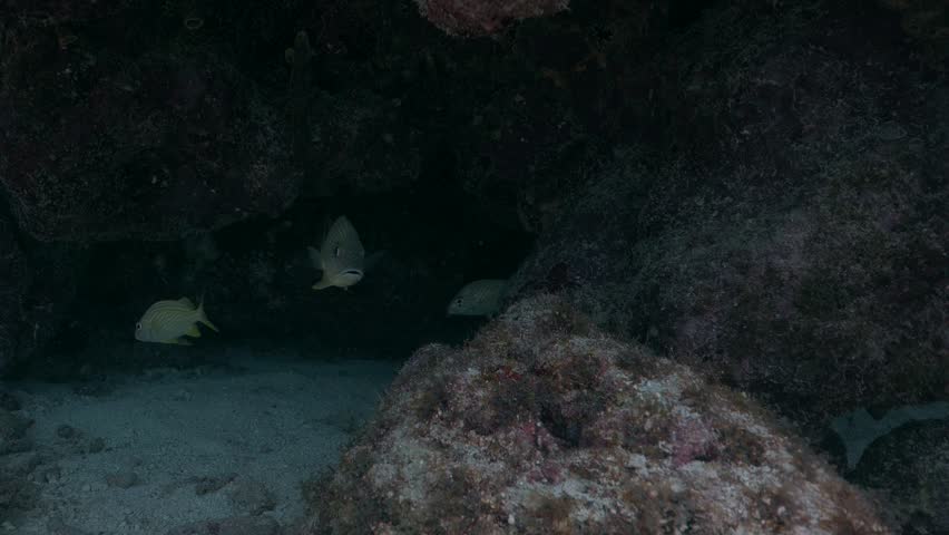 French grunt Haemulon flavolineatum fish hiding in a dark underwater cave