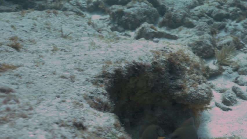 Two doctorfish tangs Acanthurus chirurgus swimming underwater near a coral reef