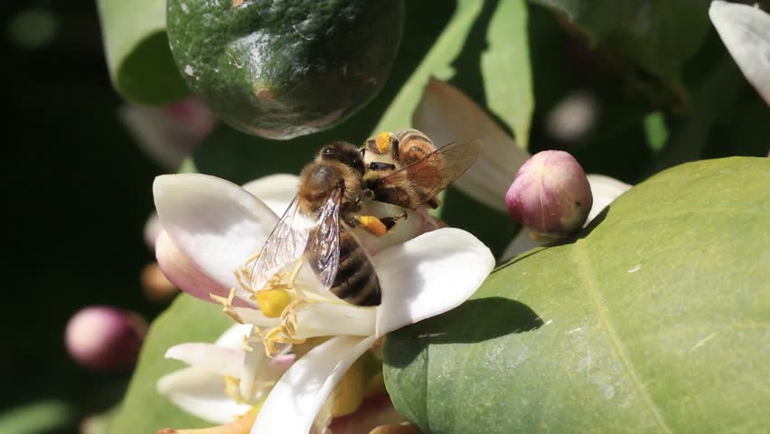 honey bee on a lemon flower