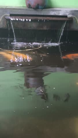 Colorful koi fish swimming in a tranquil pond with reflections