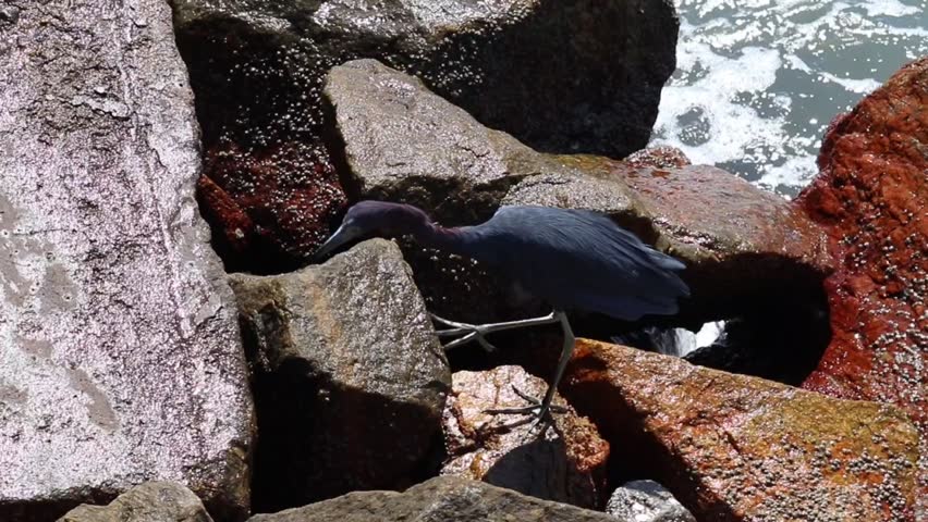 Little blue heron on Coastal Rocks with Ocean Waves Crashing