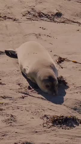 Wild Seal Lying on Beach in Natural Habitat