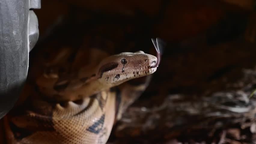 Close-up portrait of a boa constrictor’s face, showing detailed eyes and flicking tongue, highlighting its textures, scales, and predatory focus in a natural setting.