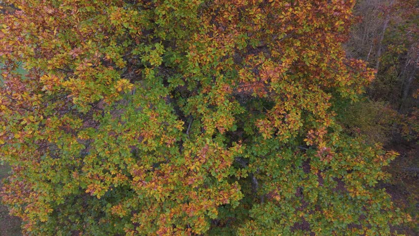 Autumn landscape on the Route of the Ancient Oaks of Okariz and Munain in the Sierra de Entzia mountain range in the province of Álava, Basque Country, Spain, Europe