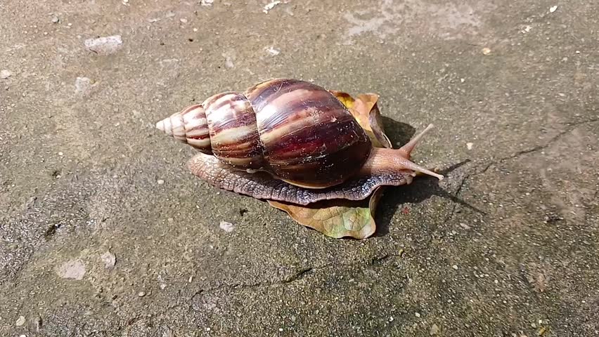 A giant African land snail, whose scientific name is Lissachatina fulica, on a dry leaf and a cemented surface in São Luís, MA, Brazil.