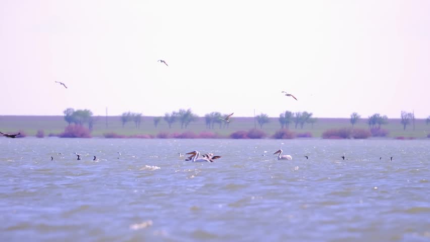 A flock of waterfowl, pelicans and cormorants, takes off over the lake. Flying birds in the blue sky. Waterfowl at the nesting site.