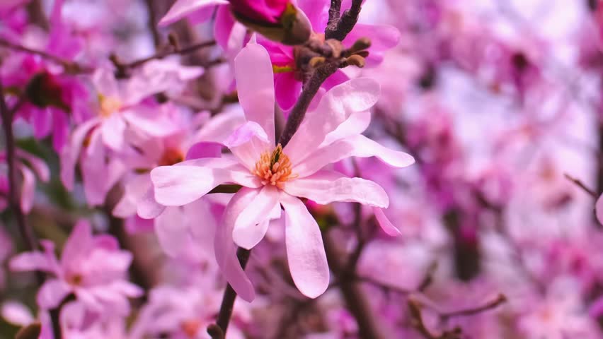 Blooming magnolia in spring. Beautiful buds of pink flowers close up.