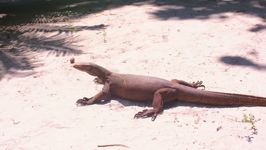 A monitor lizard walks on the sand between the trees. A giant lizard strolls along the sandy beach of Komodo National Park in Indonesia. Komodo dragon Varanus komodoensis.