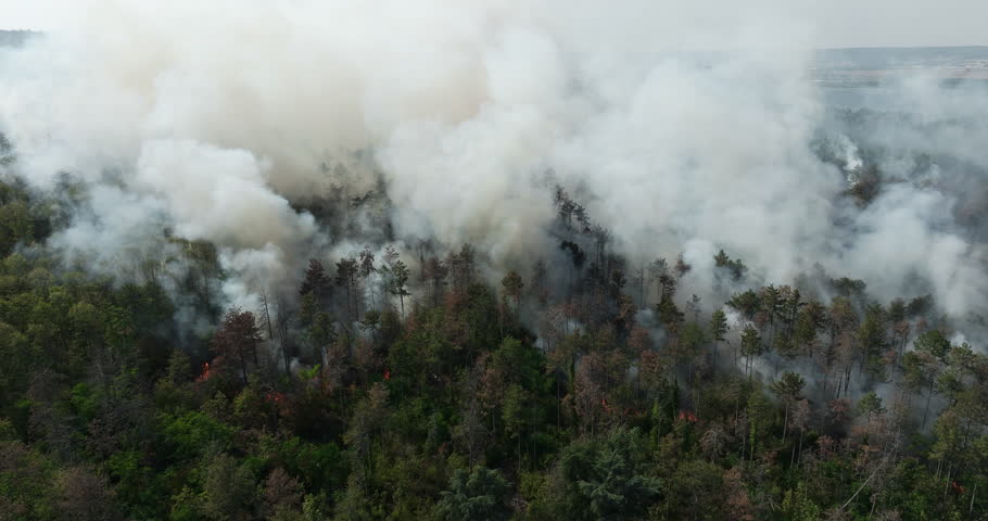 Forest fire aerial perspective heavy smoke covering woodland. Ecological catastrophe wildlife habitat destruction. Global warming impact environmental crisis natural disaster footage.