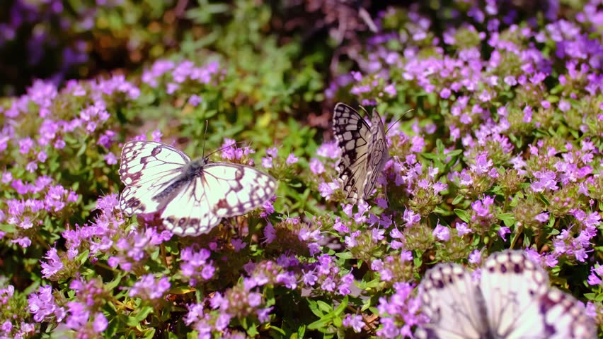 Many white butterflies sit on thyme flowers. Butterflies fly over flowers. The concept of spring and the pacification of nature. Butterflies pollinate plants and drink nectar.