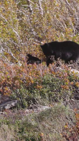 big bear wildlife animal background 