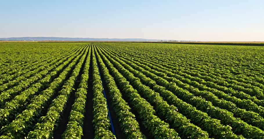 Aerial perspective moving over a large, cultivated soybean field with crops in perfect rows