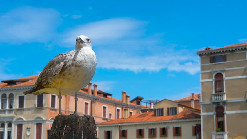 Seagull posing on a venetian pole under blue sky. Seagull perching on wooden pole overlooking venetian canal, surrounded by historic architecture and clear blue sky, capturing urban wildlife moment