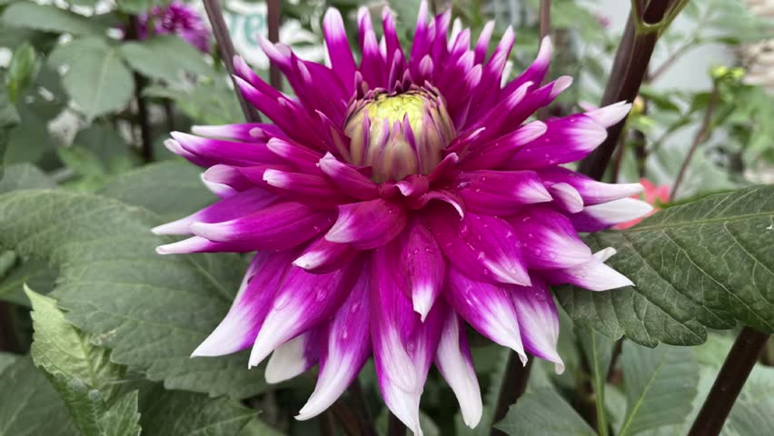Multi-color dahlias are nature